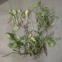 قلمه پتوس ساده و ارتشی