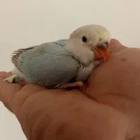 معاوضه کوتوله برزیلی با عروس