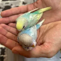 مرغ عشق دونخور