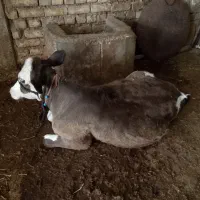 گوساله