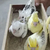 جوجه عروس هلندی