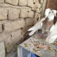 کبوتر مفلق طوقی