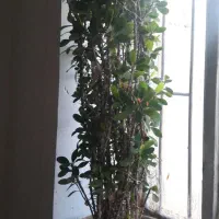 گل خار مریم .یا مرجان مینیاتوری