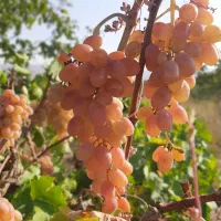 کارگر خانم برای برگ جمع کردن