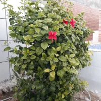اجاره تجاری محدوده پارک شغاب