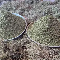 آویشن کوهی
