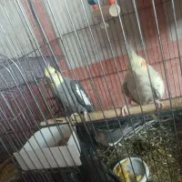 عروس هلندی