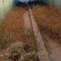 گلخونه