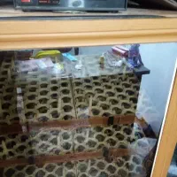 دستگاه جوجه کشی سالم508تایی