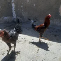 تخم مرغ لاری