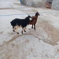 بره.میش