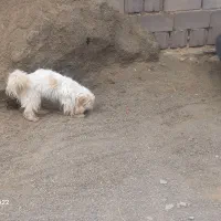 سگ پاکوتاه
