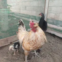 یک خروس یک مرغ همراه با یک جوجه