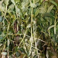 پخش عمده انواع سبزی پاک شده / فله / خرد شده