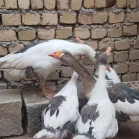 غاز