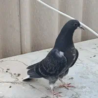 جوجه کر نر زره روس روس