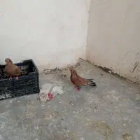 تاپ سرخ برنجی