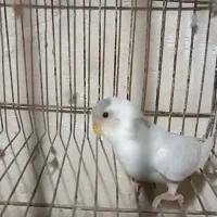مرغ عشق|پرنده|نسیم‌شهر, |دیوار