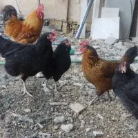 مرغ وخروس محلی