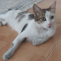 گربه ماده نژاد DSH واکسن خورده