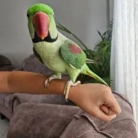 شاه طوطی