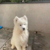 توله سامویید لاین اصلی روس