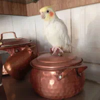 عروس هلندی نر