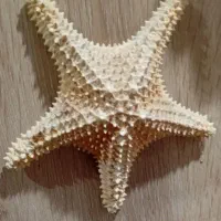 فروش ستاره دریایی