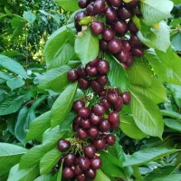نیازمند اکیب گیلاس چینی