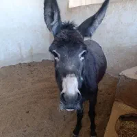 الاغ ماده