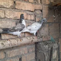 یکجفت سوسکی پرشی جفت ۶۰۰