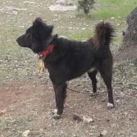 سگ قدر