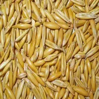 جوآبی