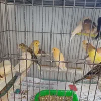 قناری رسمی  نر و ماده جفت سره