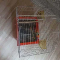 قفس|لوازم جانبی حیوانات|شیراز, شیخ روزبهان|دیوار