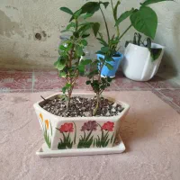 مرجان|گل و گیاه طبیعی|ایلام, |دیوار