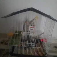 2 عدد عروس هندی نر