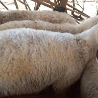 قوچ ،بز ،نری، چپش