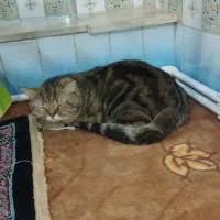 گربه پرشین اصیل خانگی