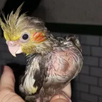 جوجه عروس هلندی طوطی سرلاکی