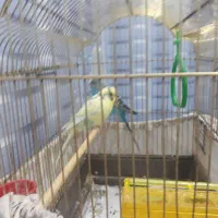 مرغ عشق|پرنده|بیجار, |دیوار