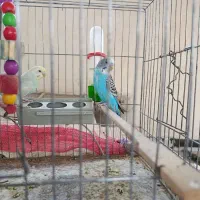 مرغ عشق