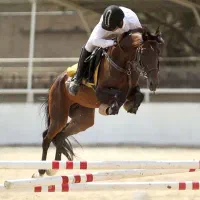 اسب تربیت...اسب