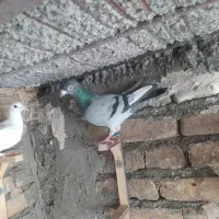 ستا کفتر