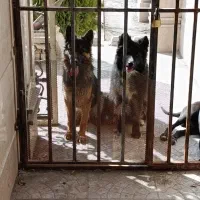 سگ ژرمن بلک ماده