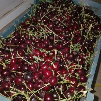 گیلاس اورگانیک بدون کود شیمیایی کیلو۲۵۰