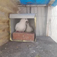 پنج جفت کبوتر نر وماده بی نظیر