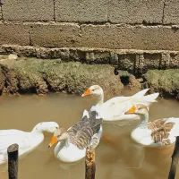 غاز|حیوانات مزرعه|رشت, حومه رشت|دیوار