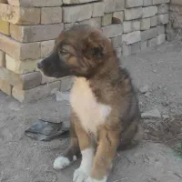 کوچک سک چهار ماهع