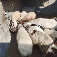 تعدادی بره برای نگهداری وکشتار